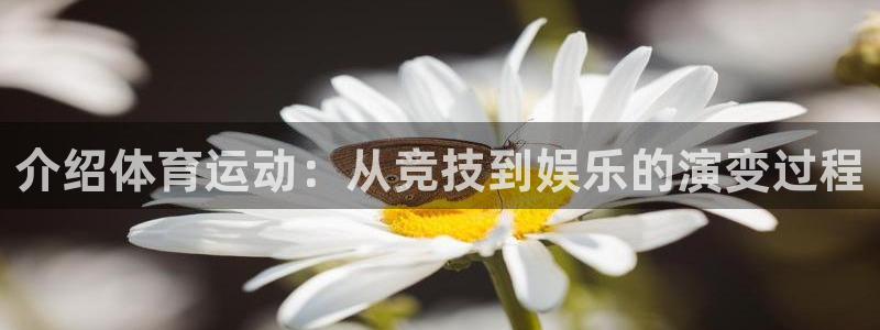风速体育官网